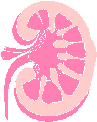 kidney